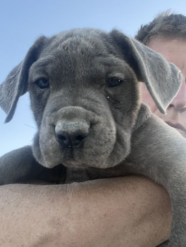 Purebred Blue Cane Corsos AKC/CKC