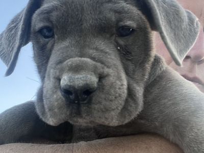 Purebred Blue Cane Corsos AKC/CKC