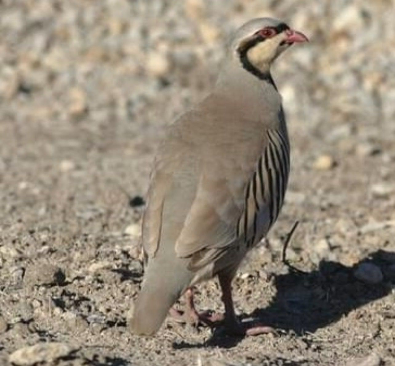 Chukars
