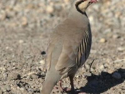 Chukars