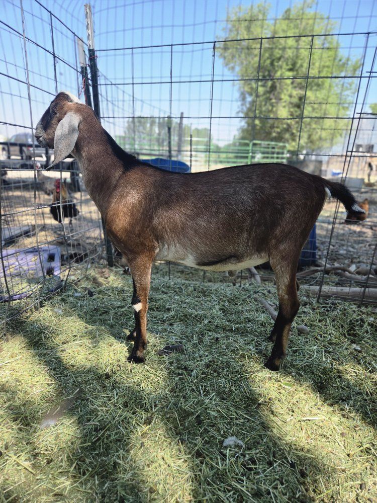 ADGA Nubian Buck
