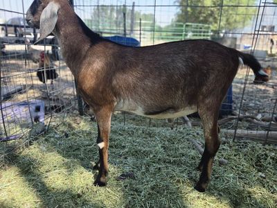 ADGA Nubian Buck