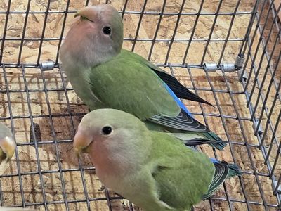 Pair of Peach-faced Lovebirds (Agapornis roseicollis) - Ready for New Home