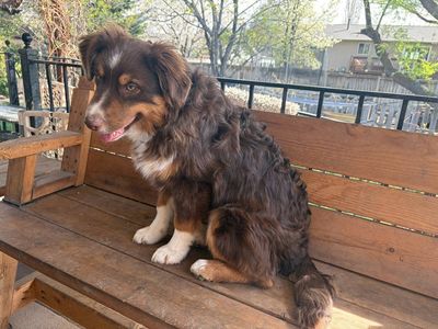 Aussie Puppies (Mini Aussie /Austrialian Shepher