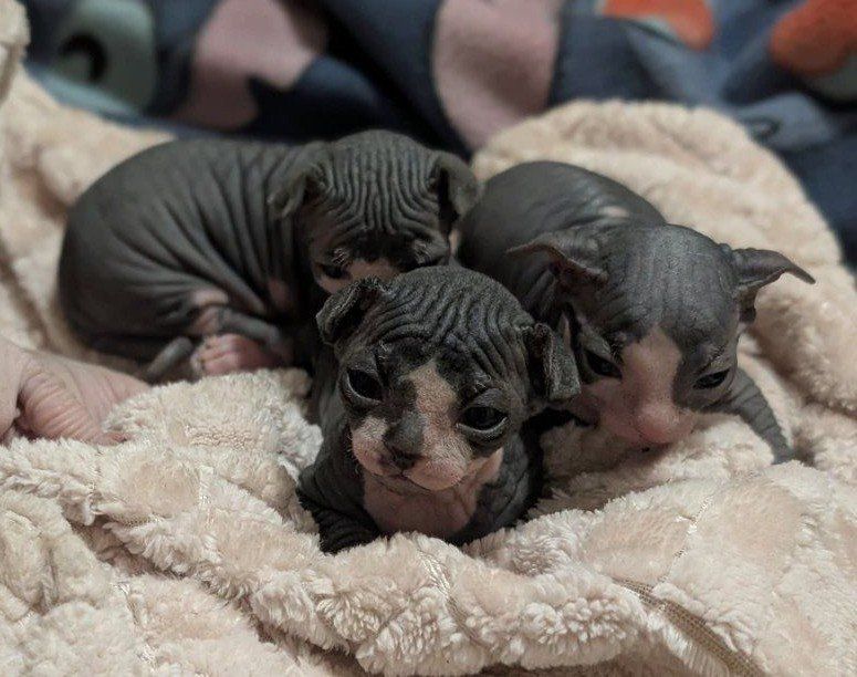 Sphynx (Naked cats) kittens Hairless