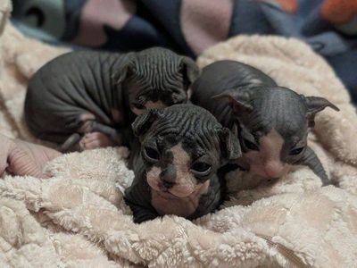 Sphynx (Naked cats) kittens Hairless