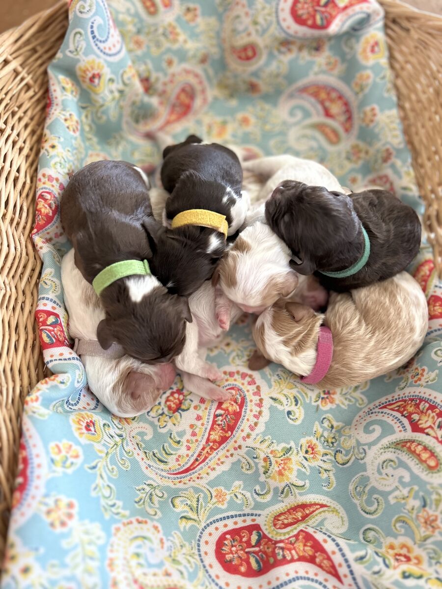 Mini Cavapoos Coming!!