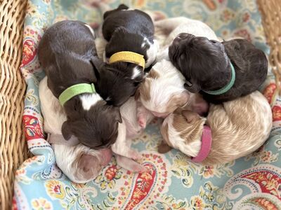 Mini Cavapoos Coming!!