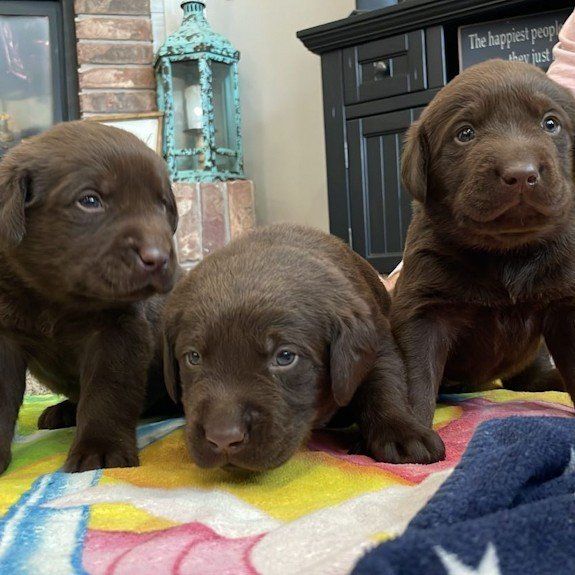 AKC Chocolate Lab Labrador Puppies Champion Lines