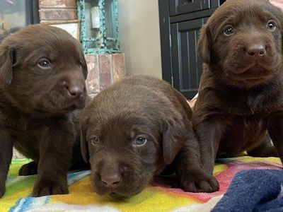 AKC Chocolate Lab Labrador Puppies Champion Lines