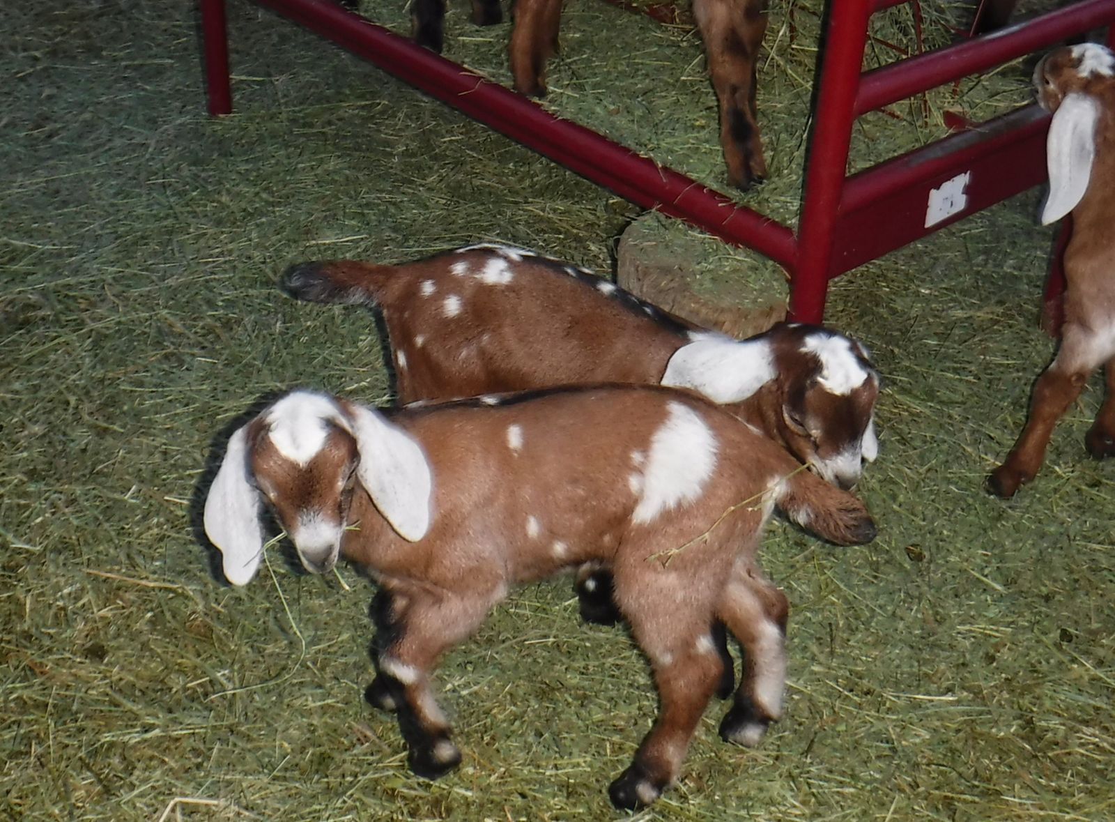 spotted nubian bottle babies $100-OBO