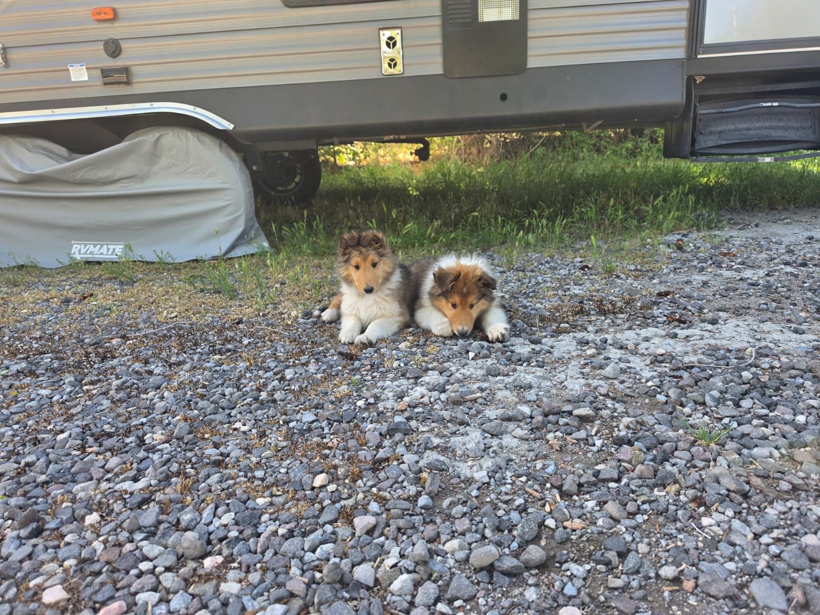 AKC Registered Pure Breed Rough Collie Lassie Puppies!
