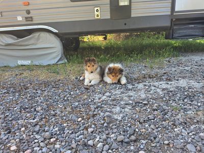 AKC Registered Pure Breed Rough Collie Lassie Puppies!