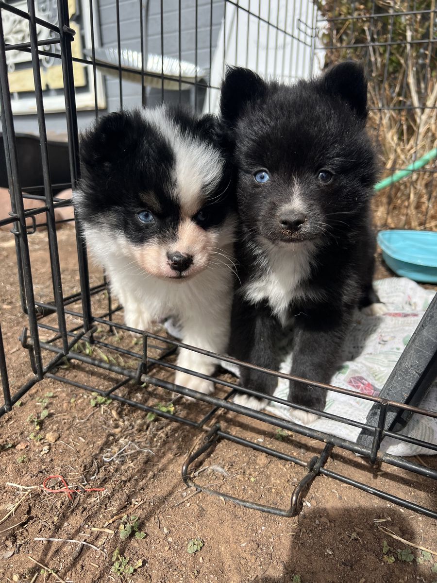 Blue eyes Pomsky puppies