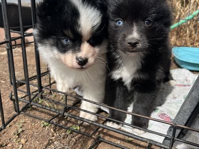 Blue eyes Pomsky puppies