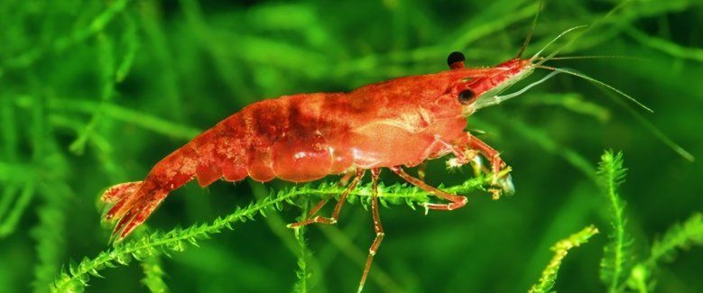 Red Shrimp