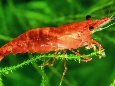 Red Shrimp
