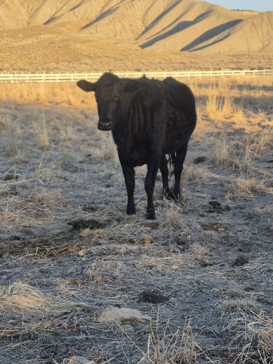 Black pregnant heifer