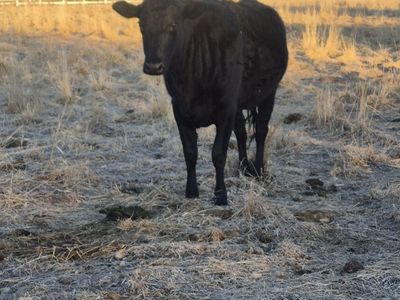 Black pregnant heifer