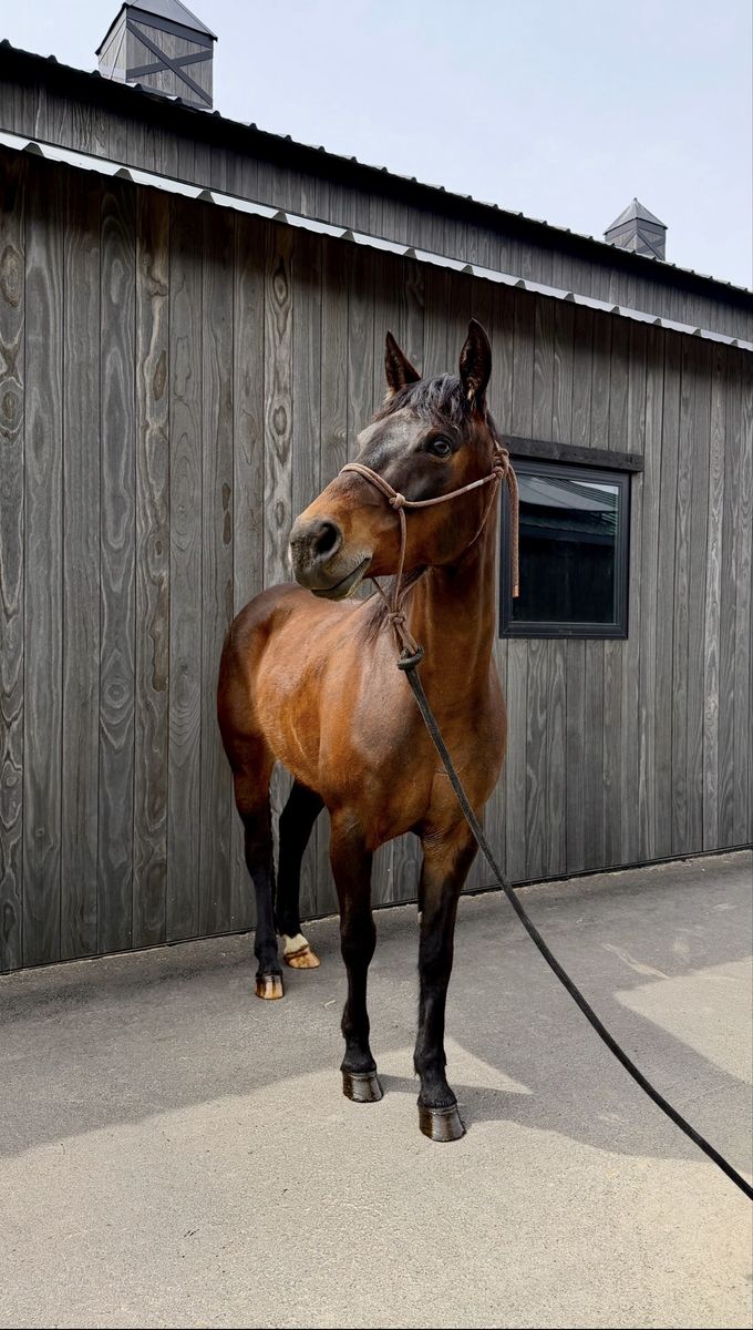 2017 AQHA Mare