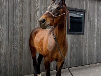2017 AQHA Mare