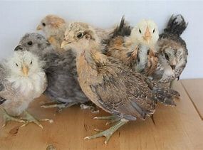 3 week old baby chicks at the IFA in Draper.  Get eggs several weeks earlier