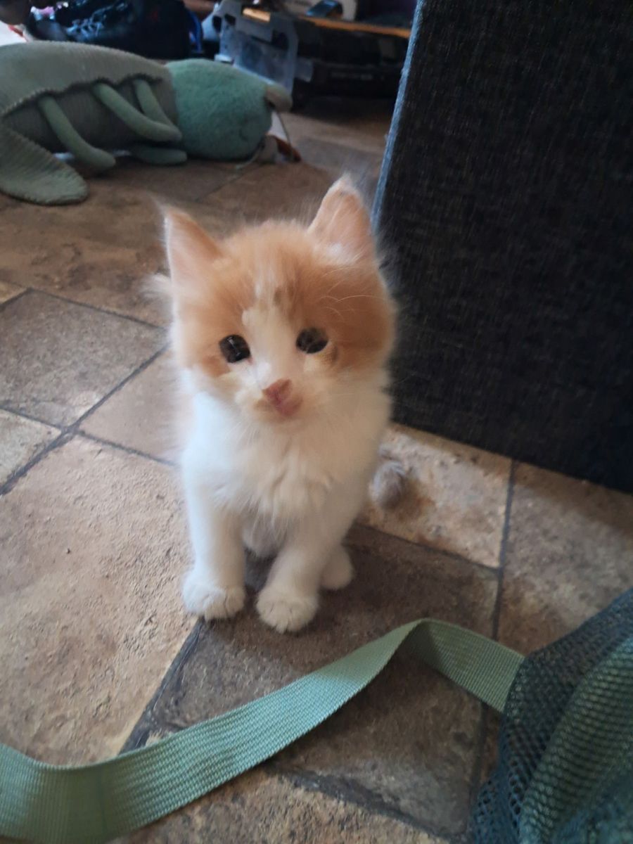 Adorably cute kittens for sale