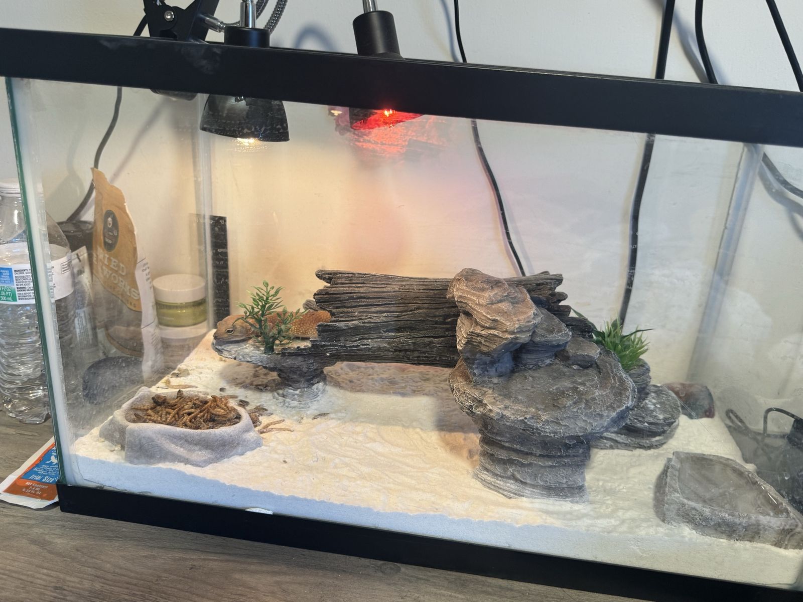 Free Leopard Gecko with 10 Gallon Tank and Complete Setup - Live Pet & Accessories Included