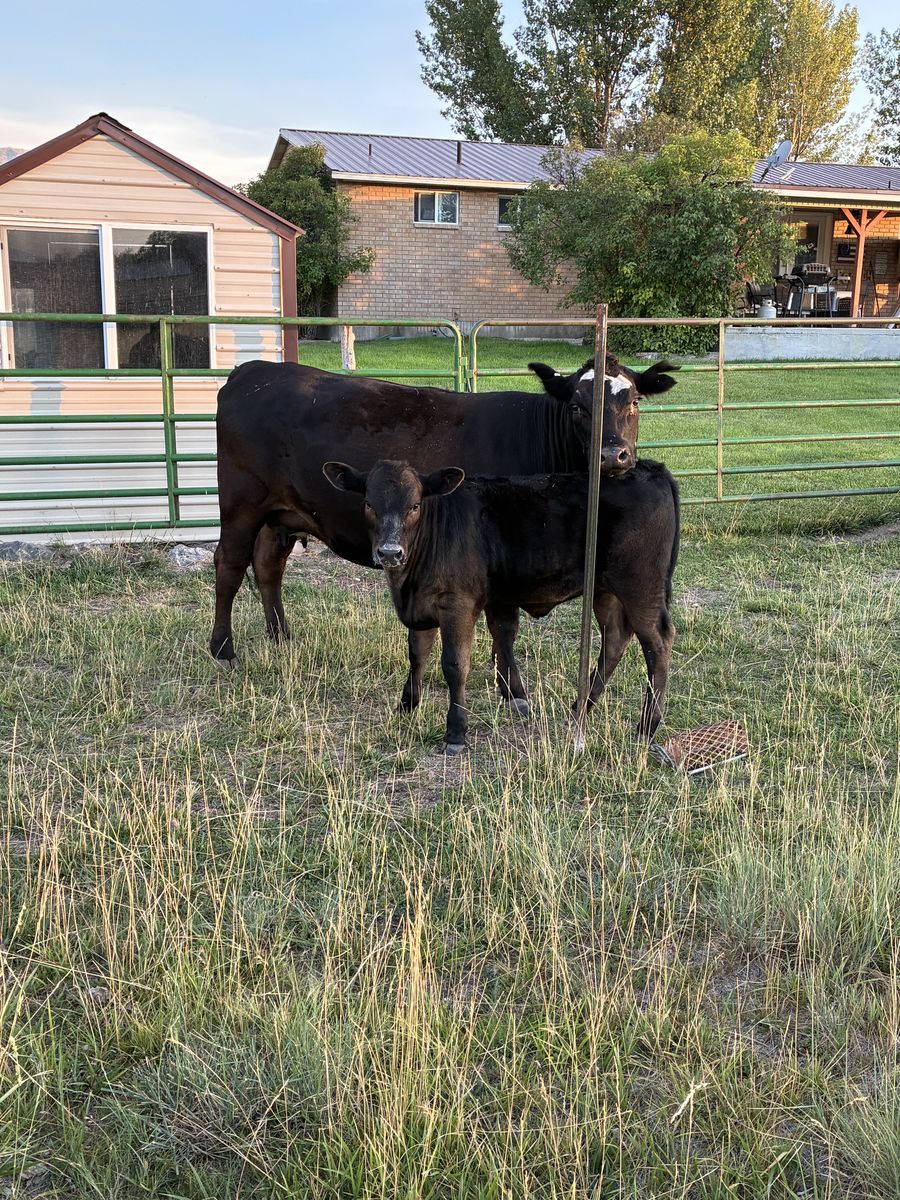 2.5-Year-Old Black Angus Cow with 4-Month-Old 1/2 Wagyu Heifer Calf Pair