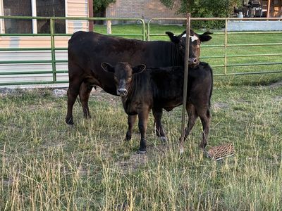 2.5-Year-Old Black Angus Cow with 4-Month-Old 1/2 Wagyu Heifer Calf Pair