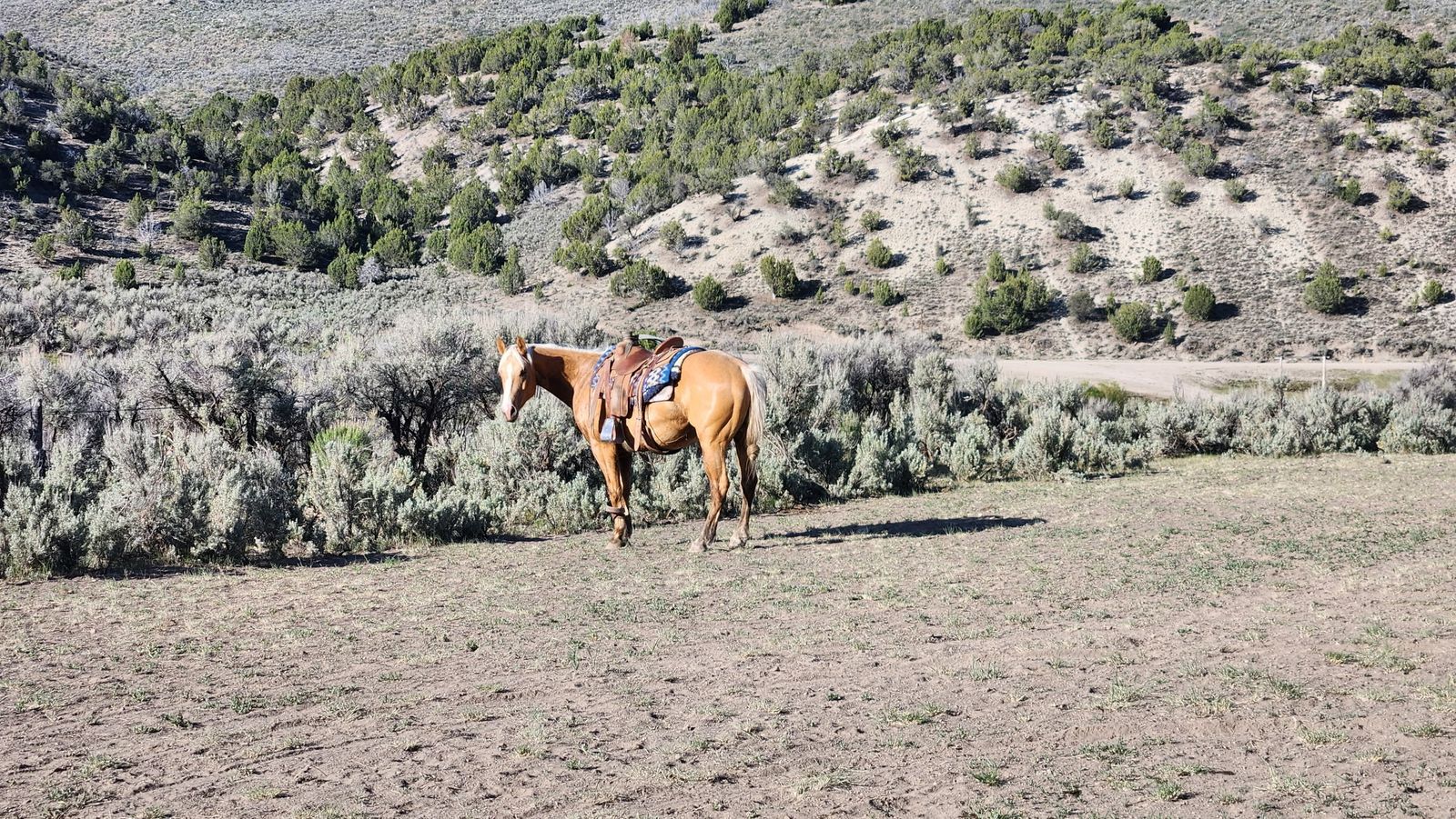 6 year old grade gelding