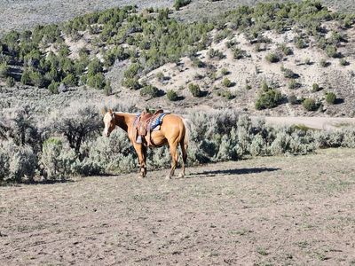 6 year old grade gelding