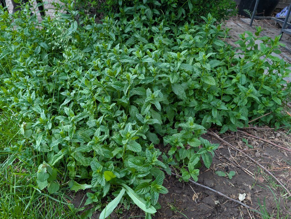 Spearmint Starts!