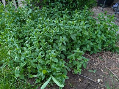 Spearmint Starts!