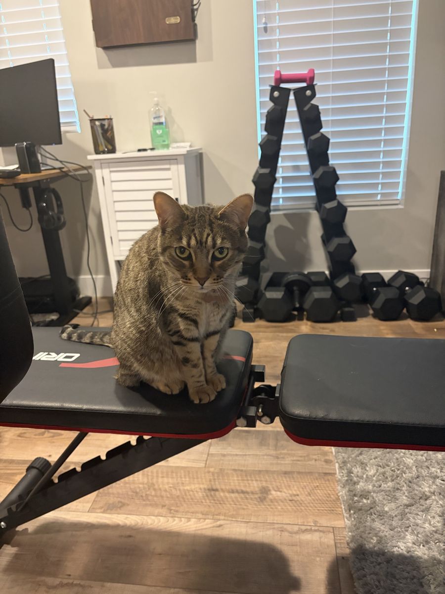 Sage And Sasha Needs A Good Home