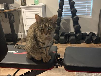 Sage And Sasha Needs A Good Home