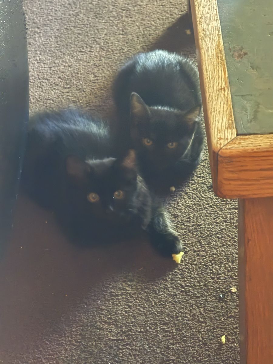 4 SOFT AND CUDDLEYKitties 10 weeks old