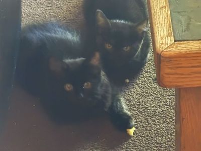 4 SOFT AND CUDDLEYKitties 10 weeks old