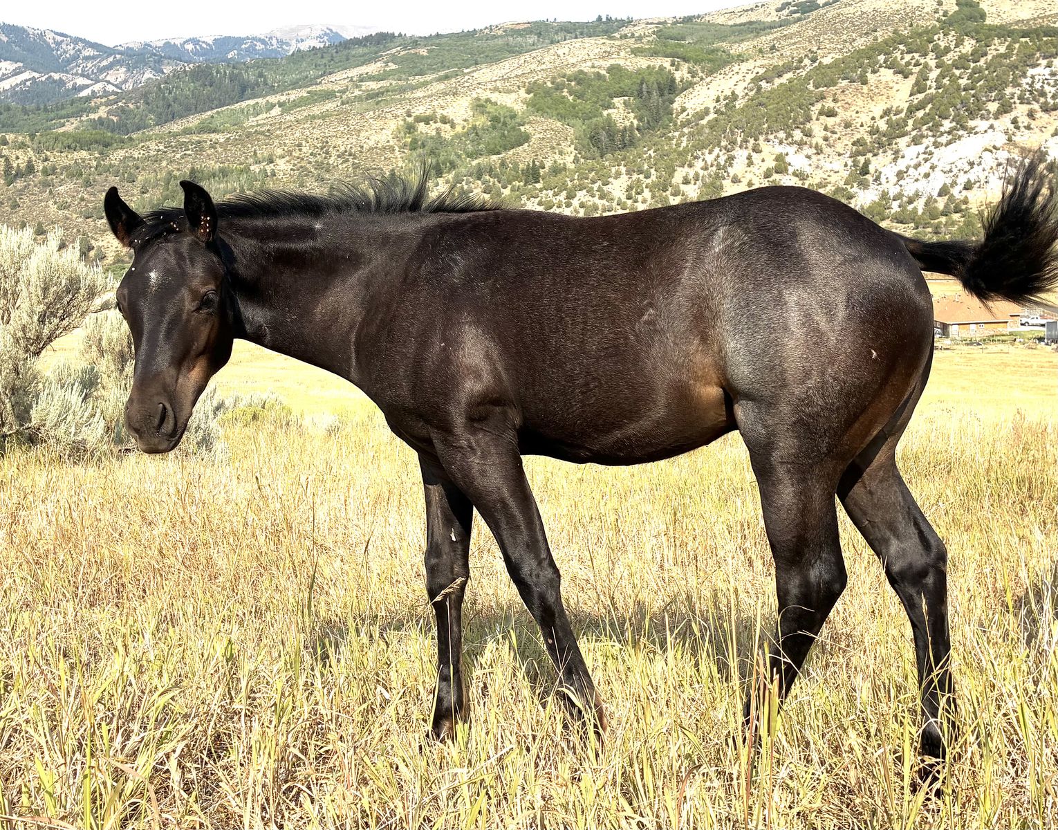 2026 Blue Roan Colt