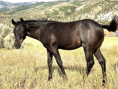 2026 Blue Roan Colt