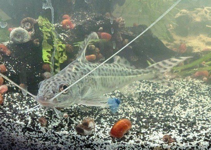 Large Pictus Catfish and Striped Raphael Catfish