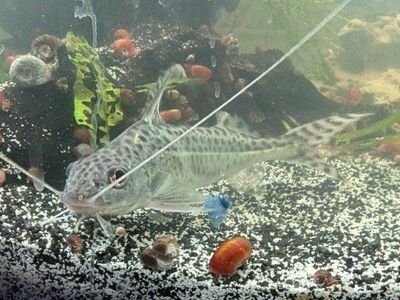 Large Pictus Catfish and Striped Raphael Catfish