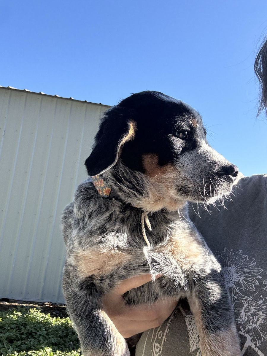 Blue Heeler/Lab Puppies
