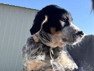 Blue Heeler/Lab Puppies