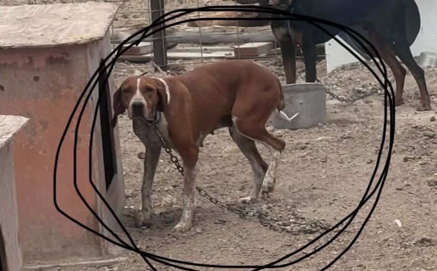 4-Year-Old Female Bear and Lion Hound Dog.
