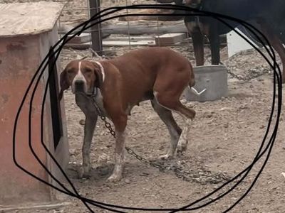 4-Year-Old Female Bear and Lion Hound Dog.