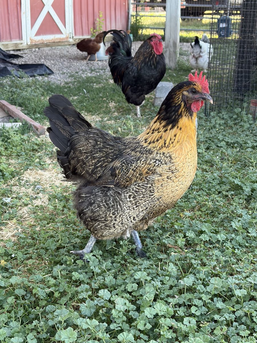 Laying hens