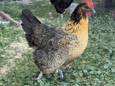 Laying hens