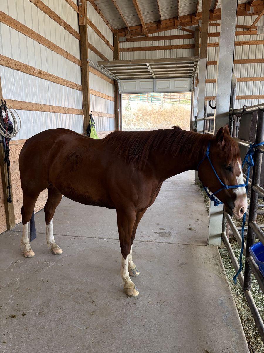 4 year old mare