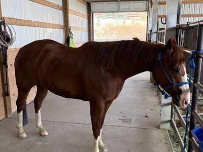 4 year old mare